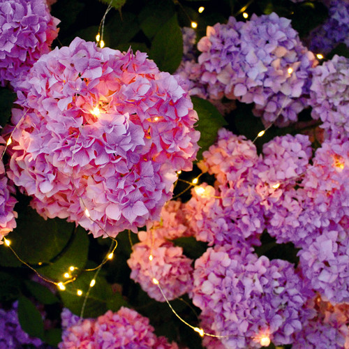 Mosè foglia fiore pioggia - foglia, e
